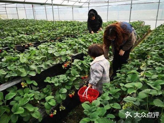 今年成都的冬草莓相因采摘地图