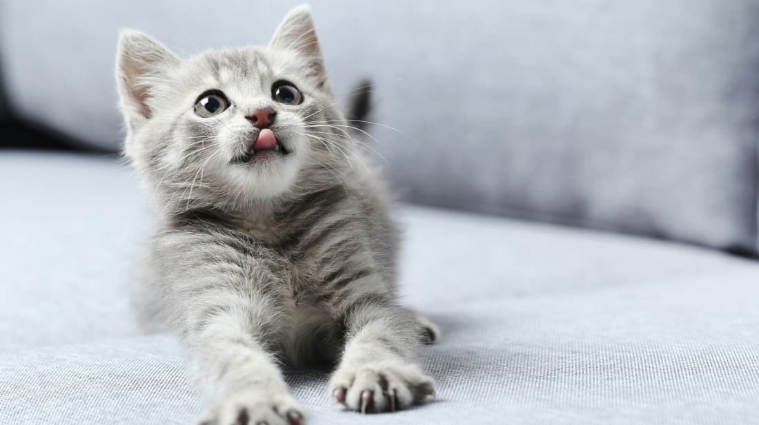 最受欢迎的猫排行_KPL:最受欢迎选手排名公布,梦泪喜获第一名,猫神位列第二