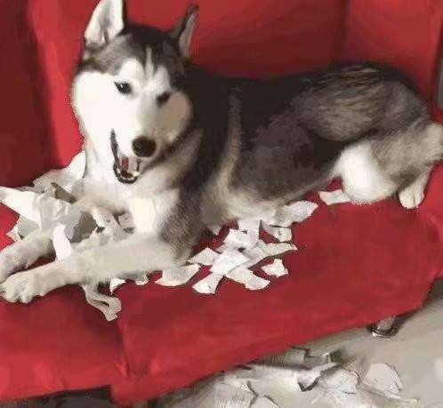 狗狗撕纸怎么办