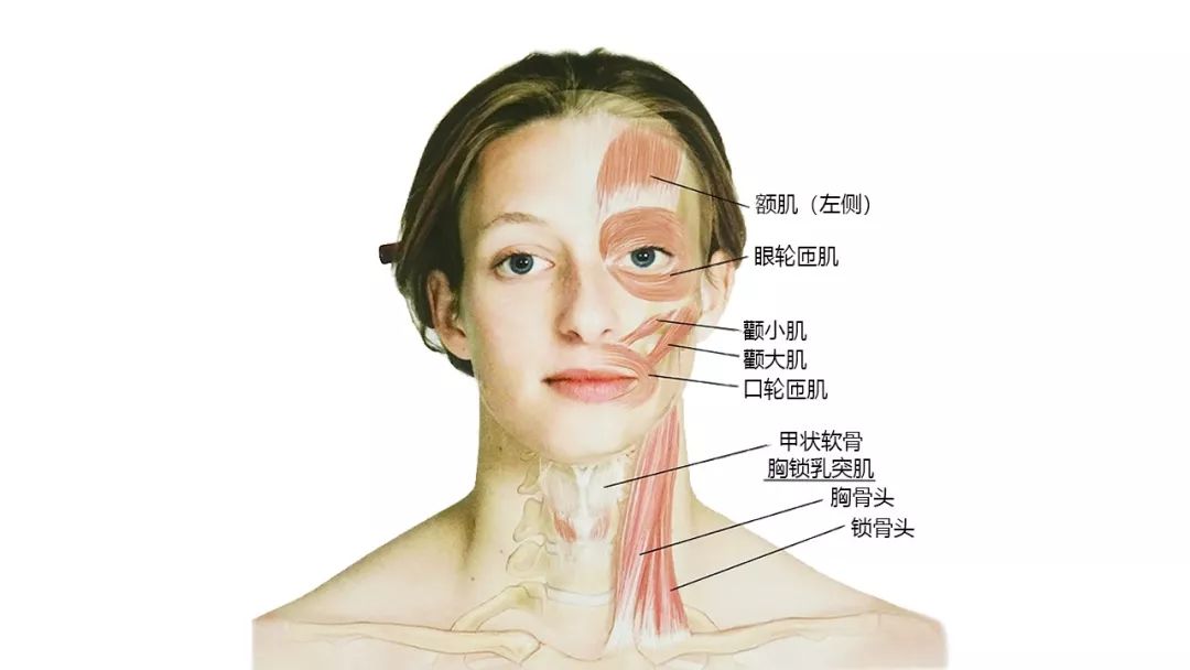 后的骨骼头颈前,侧面骨骼好了,如果更好地了解头,面,颈部骨骼及肌肉