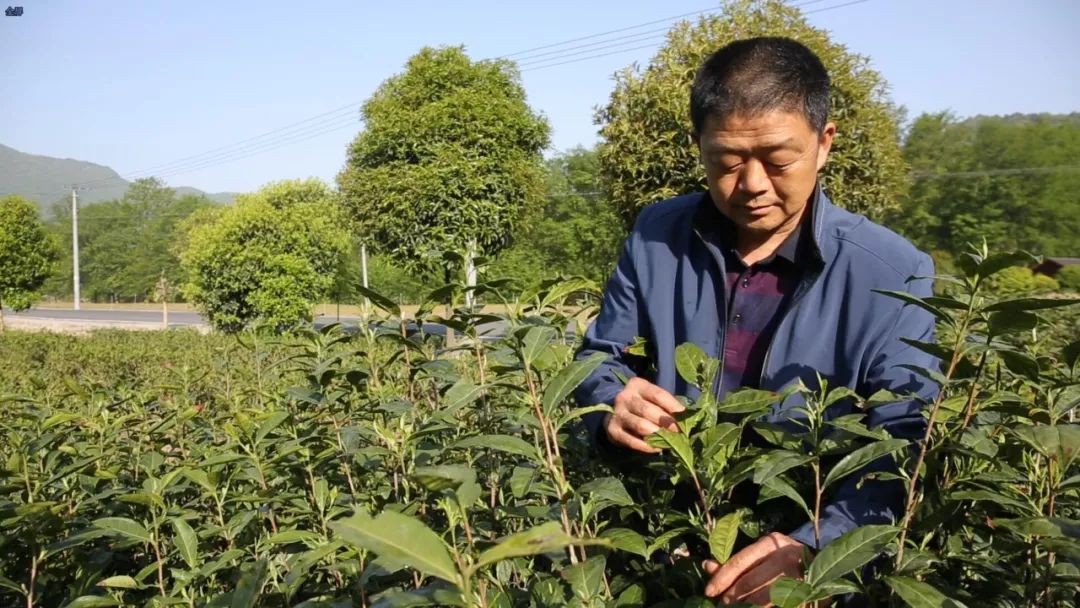 非遗传承人丨故乡深情 茶香浓郁_杨先政