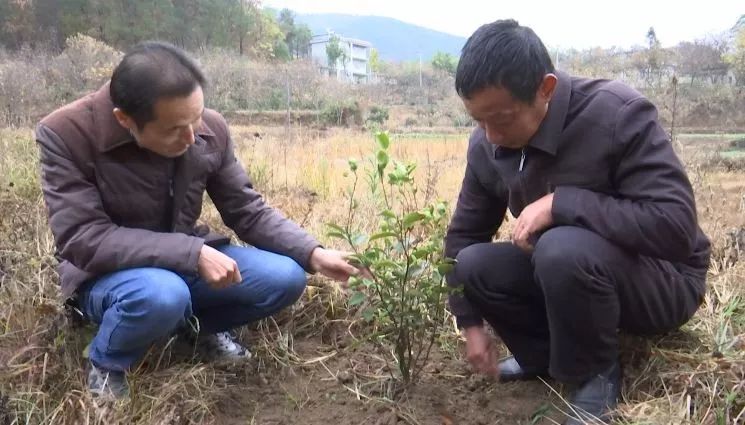 罗田第一书记 | 邱建中:一心为民办实事 脱贫致富领路人