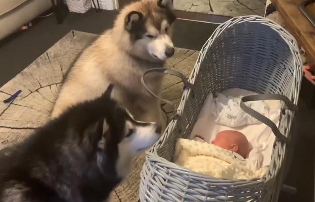 怎么看小狗多少斤 66d2154e5bac446c9df3c831b7ff2b0c.jpeg