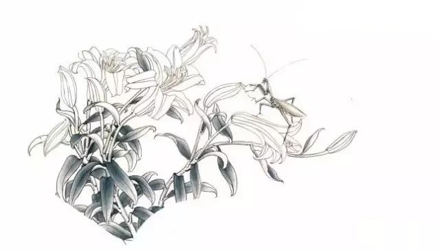 图文教程:百合工笔画法解析
