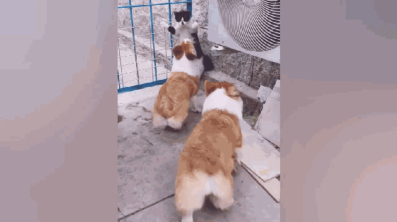 ▼  柯基碰上短腿猫可谓实力相当 一旦对象换成别的猫 一群柯基照样