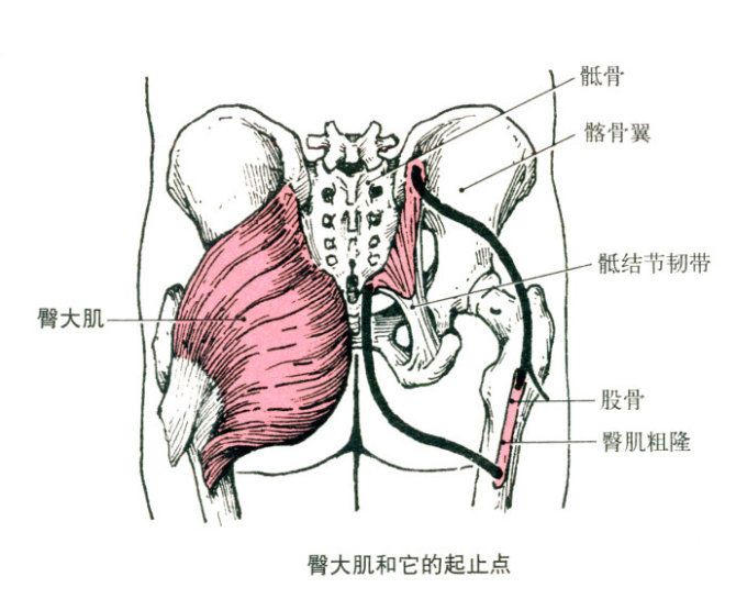 臀的形态向后倾,其上缘为髂嵴,下界为臀沟.