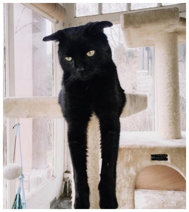 黑猫的性格也是非常好的,它很喜欢撒娇,扁平的飞机耳也给它增加了一份