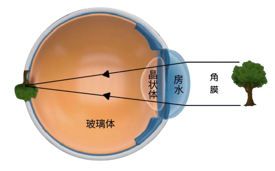 [小优科普] 第二课:解析与眼球成像有关的那些事_眼睛