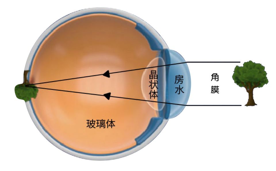 [小优科普 第二课:解析与眼球成像有关的那些事_眼睛