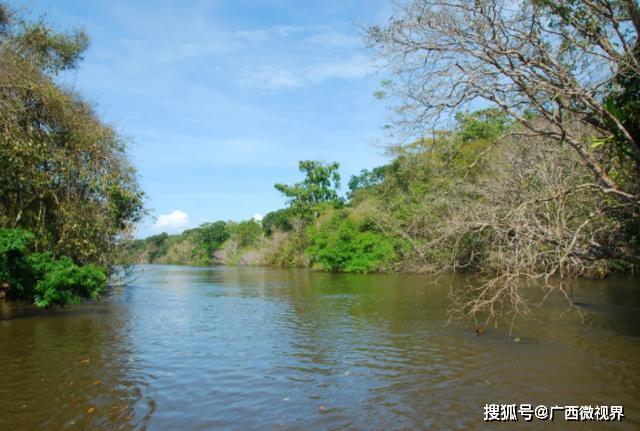 全球最「壕氣」動物，體內竟有「黃金」，捉到就可暴富 寵物 第1張