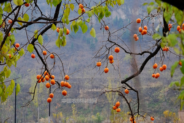 什么时间栽柿子树好 c54f23d6149e4261ad0af3d70fd3d4ea.jpeg