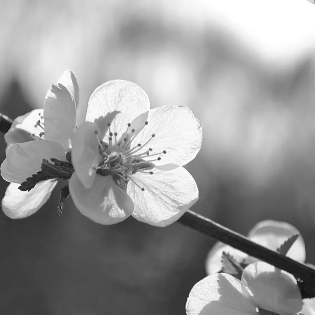 c9d6679836ea4317809ba21ada39b6b2.jpeg