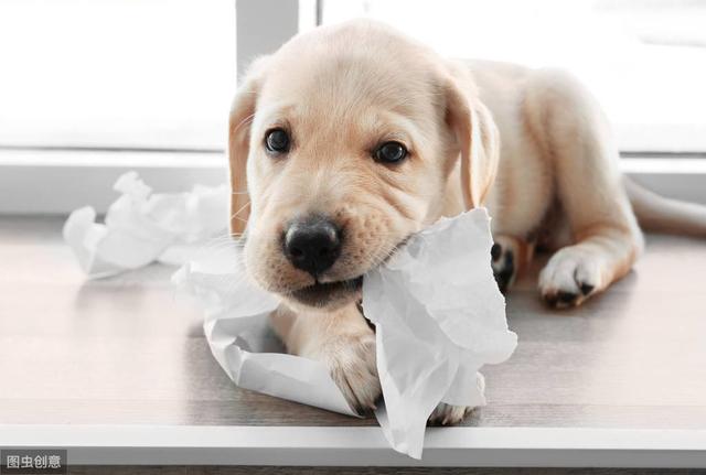 狗狗撕纸怎么办