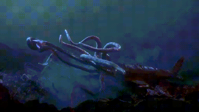 章鱼吃鲨鱼瓶盖寄居蟹未来海底你绝对意想不到