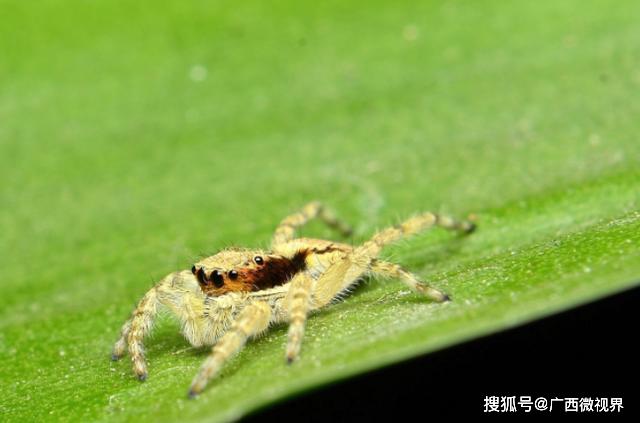 全球最「壕氣」動物，體內竟有「黃金」，捉到就可暴富 寵物 第4張