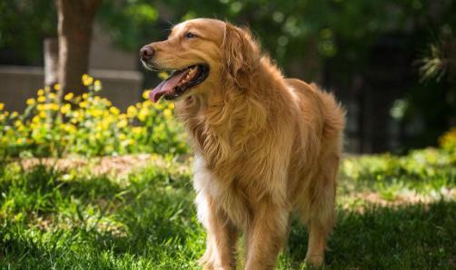 怎么教狗狗在外面不随地大小便 ddb3935b24e348239d50d52fc7b8b506.jpeg