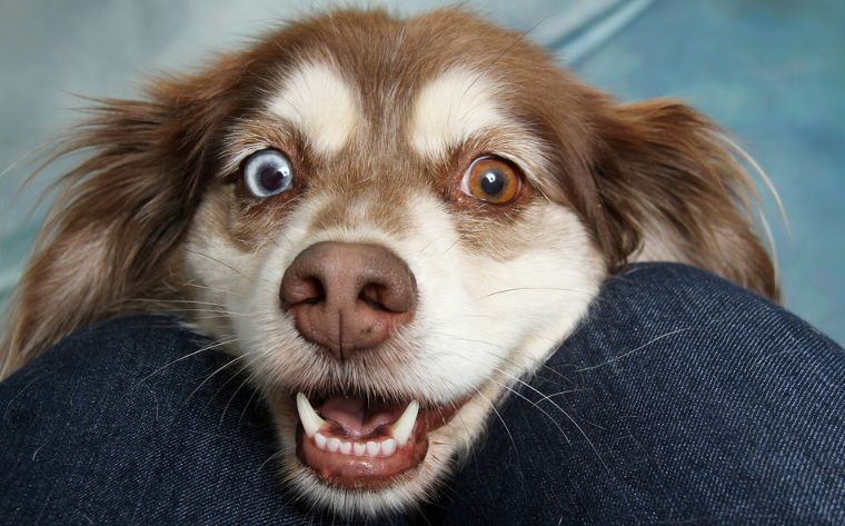 如何拥有一只狗 ecae5650286246ffa497aefada5bd5b0.jpeg