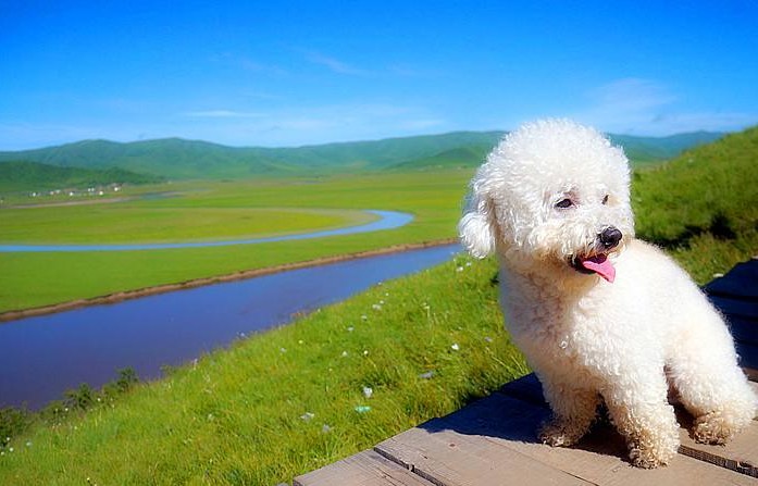 自驾呼伦贝尔大草原旅游可以带狗狗吗?_景区