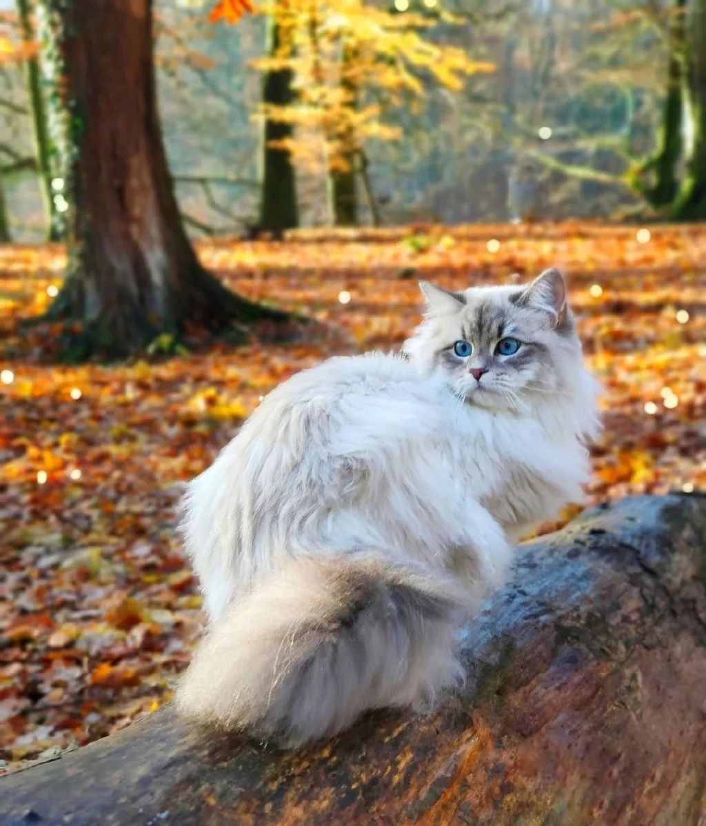 一只来自比利时的西伯利亚森林猫,神仙喵仙女