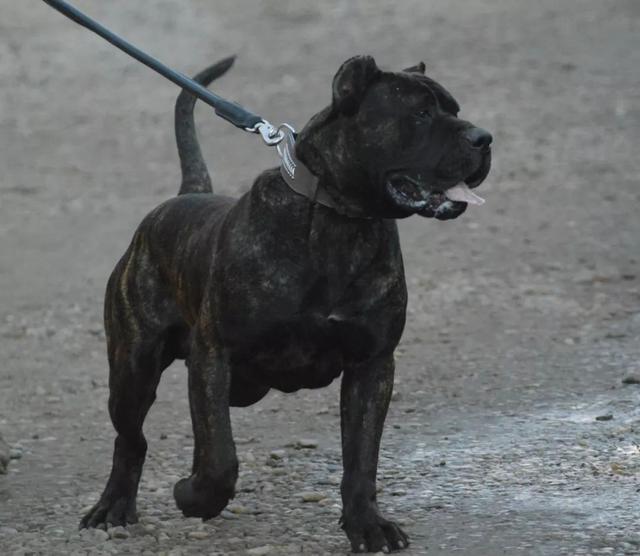 原创禁养犬加纳利犬不仅打得过比特犬还经常伤人甚至致死的狗狗