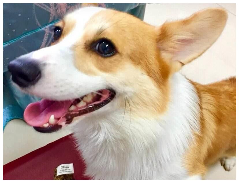 狗为啥喜欢吃剪的指甲 44b49888e41049d682fb13641e0b60db.jpeg