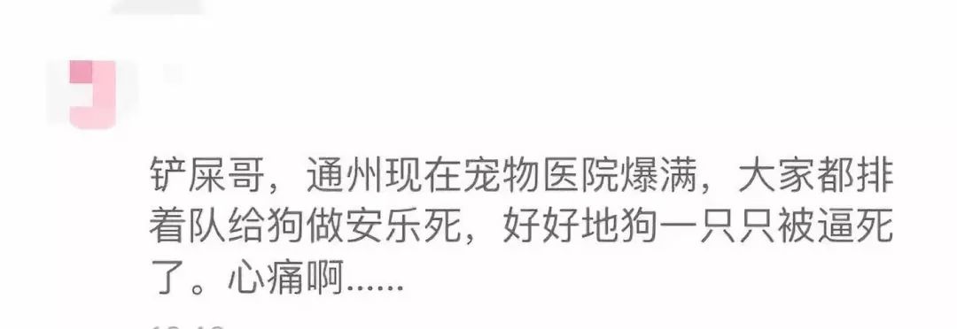 北京通州禁養條例出臺，寵物醫院安樂死排起了長隊…… 寵物 第12張