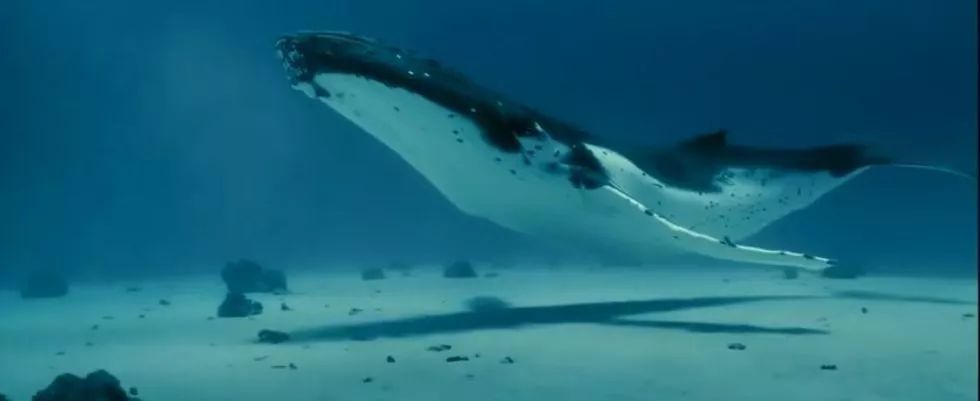 鲸落海底的上一句