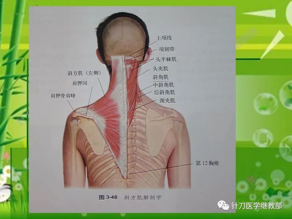 颈部功能解剖【筋膜,肌肉,神经组织部分】