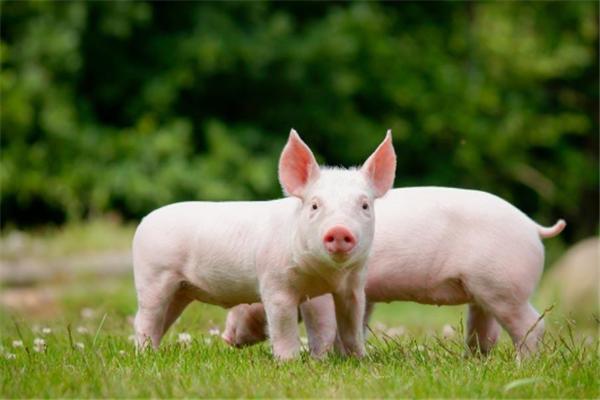 如果一头猪一辈子不杀,一直养能长多大?说出来都怕你不信