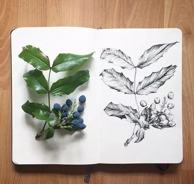 一组手绘植物速写清新自然好像直接复制一样
