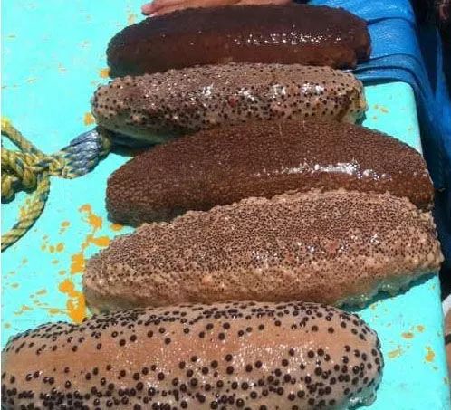 海陆空|不止撸串爽高档饭局也不在话下南美刺参、南非鲍鱼…把海陆空极品搬进一方小酒馆!五星级厨师空降