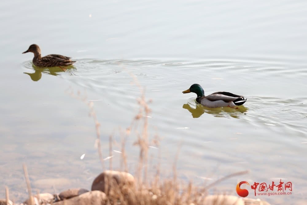 兰州银滩湿地公园:水鸟翔集看蓝色黄河
