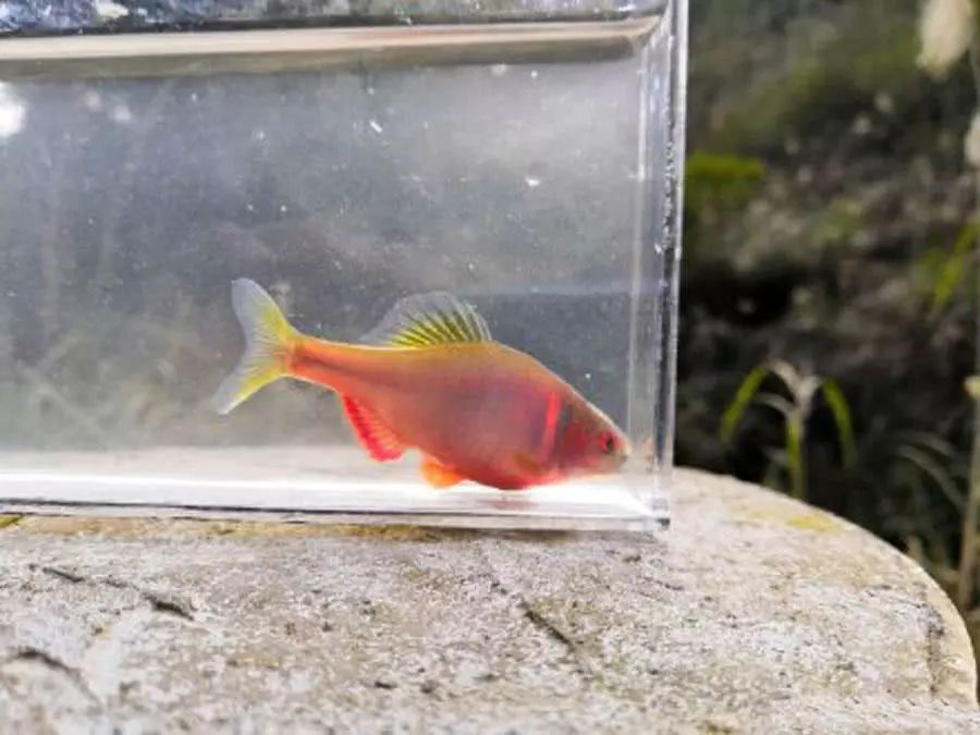 鳑鲏鱼最大长多少公分 90b83f75446e46eea877f4f26737c660.jpeg