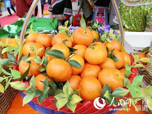 广西西林第九届沙糖桔产业茶叶产业文化展示活动周开幕