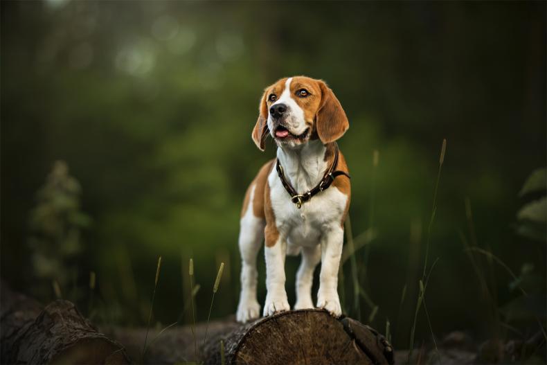 如何训犬做各种动作_训练所有犬的视频_人犬训练方法有哪些/