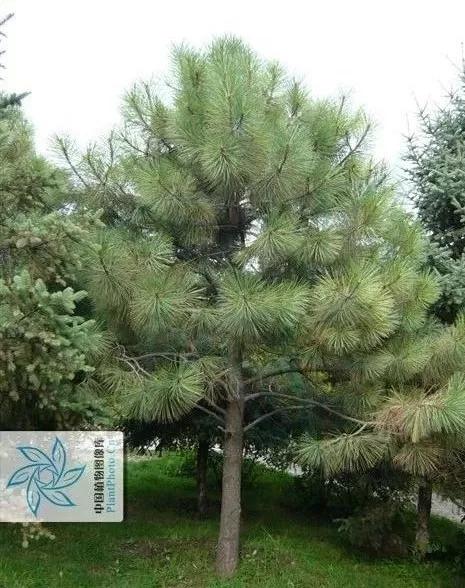 学名:pinus ponderosa,别名大松,雀眼松,多结松,西部黄松,加州白松