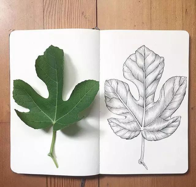 一组手绘植物速写,清新自然,好像直接复制一样!