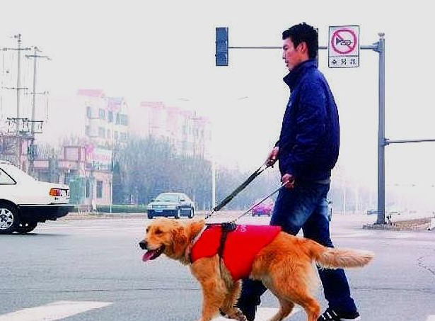 帶導盲犬打車遭拒載，司機：帶狗上車就是開不了 寵物 第6張