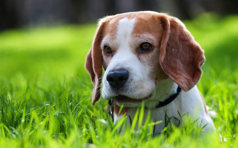 人犬训练方法有哪些_如何训犬做各种动作_训练所有犬的视频/