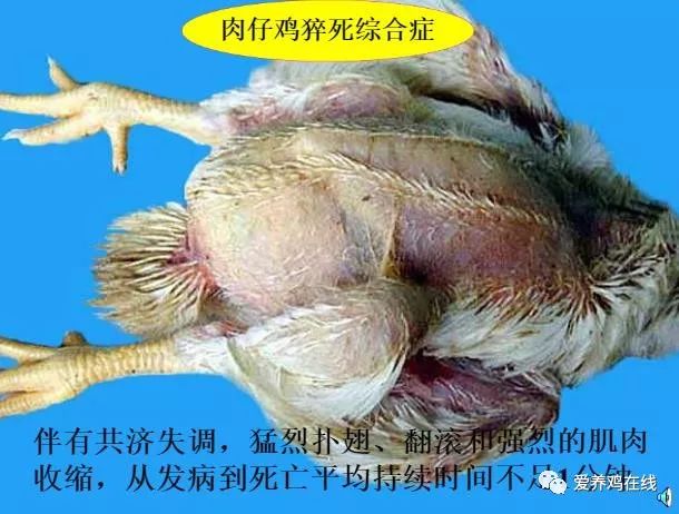 【鸡病防控】禽流感一直被重视,却因误诊错过最佳治疗