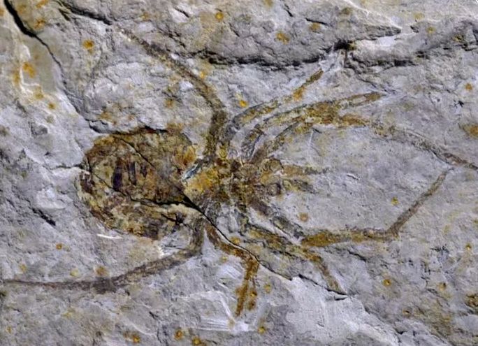古生物学家揭示巨型蜘蛛化石骗局原来竟是小龙虾