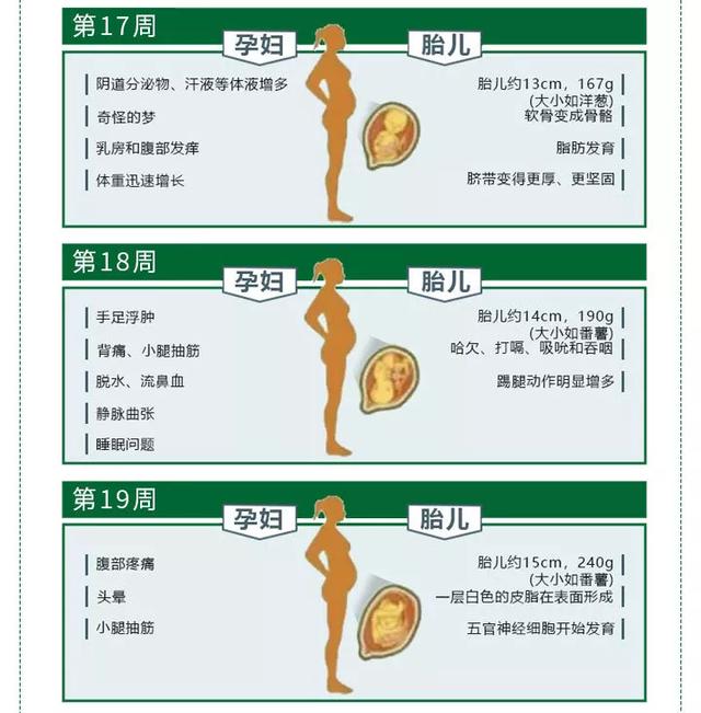 五只小鸭:中期妊娠|孕妈和胎宝宝每周变化图鉴