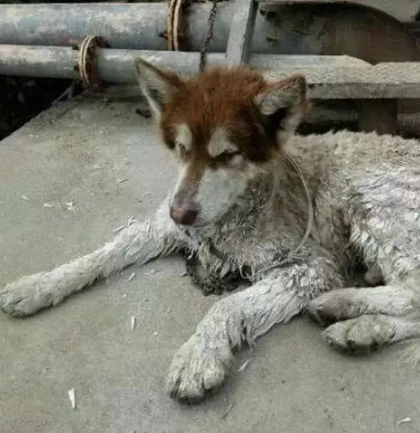 北京通州禁養條例出臺，寵物醫院安樂死排起了長隊…… 寵物 第8張