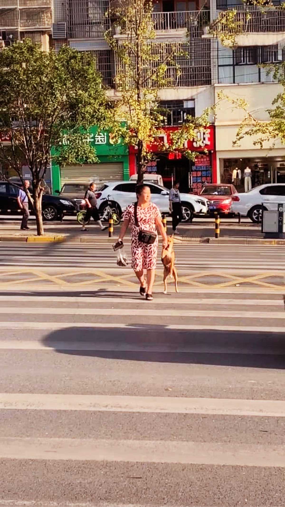 大姐用特別方式牽狗過馬路，吸引眾人目光，一時沒忍住瞬間笑噴！ 寵物 第1張