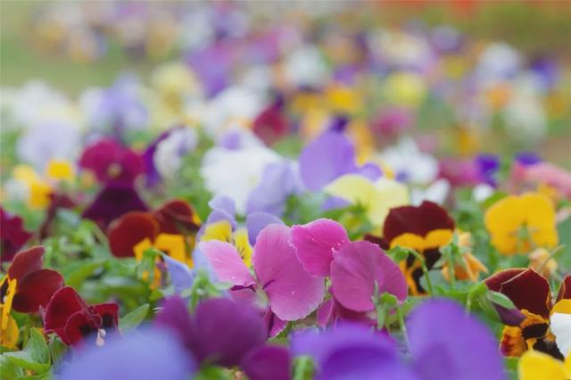 三色堇:花海周边至口岸地下通道入口 花海以油菜花,醉蝶花,波斯菊为