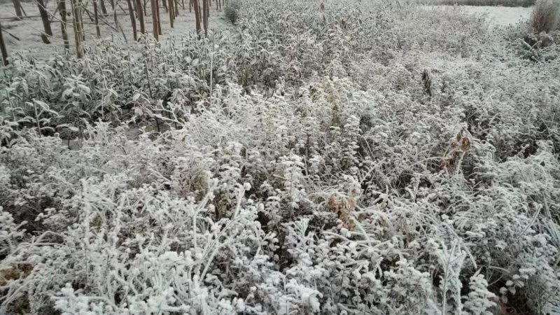 地点:邢台滨江路 时间:2019年12月22日《冬至 寒流袭扰千山凋