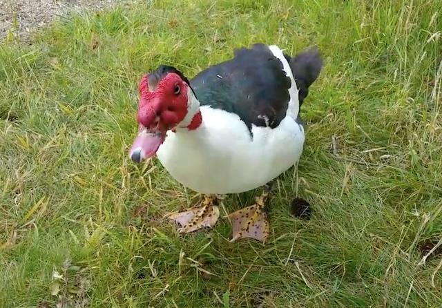 如何杀鸭子最快最干净 0b3c9277f47446b9aec8176c084ca64e.jpeg