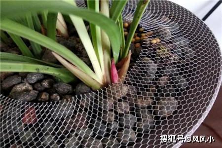 [风风小]原创过年入手不少花，拿回家先处理“花盆”，根系透水开花越来越旺