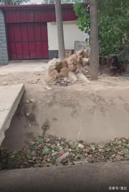 阿拉斯加有多少人口_阿拉斯加幼犬