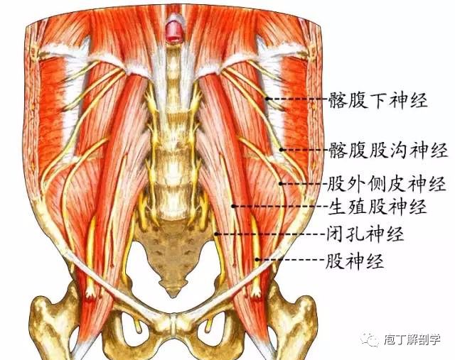 周围神经脊神经全集